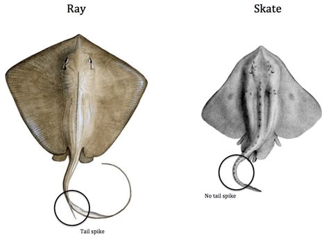 Little Skates vs. Stingrays .